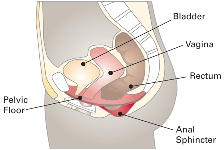 Pelvic floor medical illustration.